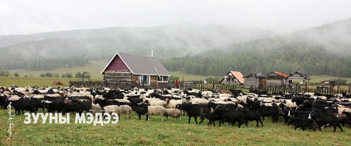 Тэшигийн талд налайх хонин сүргийн эзэд 
